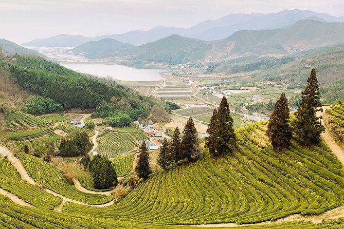 Korean Green Tea Tour - from Boseong to Gangjin (Private) - Daehan Dawon gives you the classic Boseong view