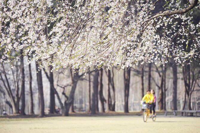 Mount Seorak and Nami Island One Day Tour from Seoul - How to use your time on Nami Island