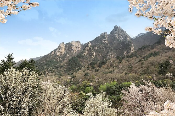 Mt. Seorak+Nami Island+Garden of Morning Calm Day Trip from Seoul - Nami Island and its famous tree-lined paths