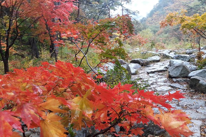 Mt. Seorak+Nami Island+Garden of Morning Calm Day Trip from Seoul - Guides, driving, and keeping the schedule