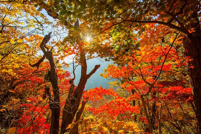 Naejangsan National Park Autumn Foliage One Day Tour from Seoul - Naejangsa Temple and its 636 origins