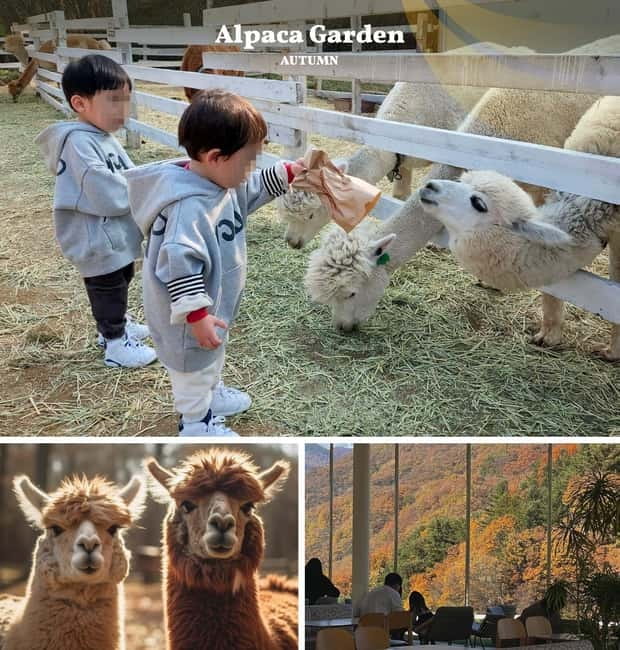 Nami Island, Railbike & Alpaca Garden Day Trip from Seoul - Pedaling the old tracks at Gangchon Railbike