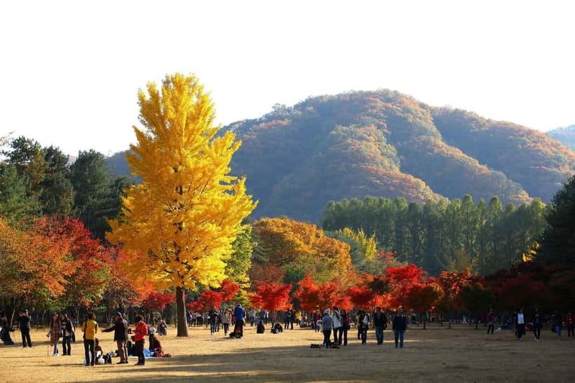Nami & Maple Road & Theatre des Lumieres Day Tour from Seoul - Walkerhill Maple Road’s short autumn walk