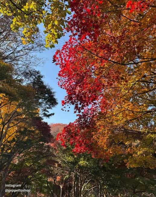 Nami & Maple Road & Theatre des Lumieres Day Tour from Seoul - Who will enjoy this outing most