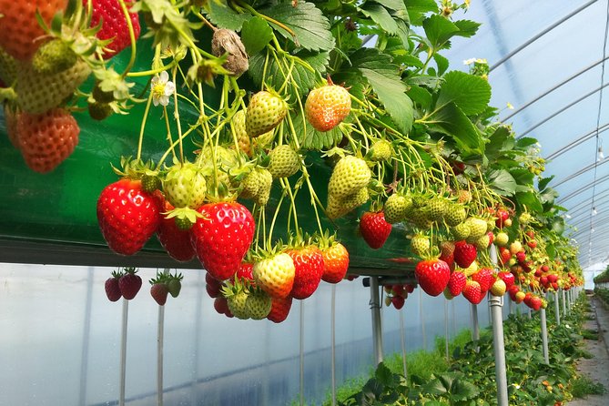 [Perfect Private Tour] Nami island, Petite France and Organic Strawberry Farm - Who will enjoy this tour most