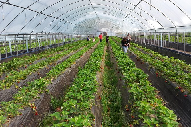 [Perfect Private Tour] Nami island, Petite France and Organic Strawberry Farm - Practical questions to settle before departure