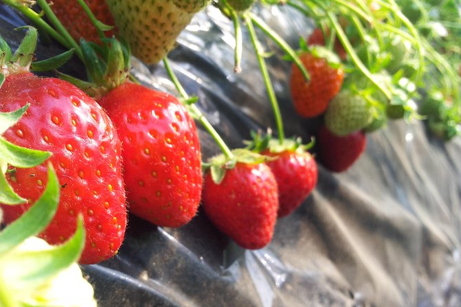 [Perfect Private Tour] Nami island, Petite France and Organic Strawberry Farm - Petite France: two hours in a small French-themed village