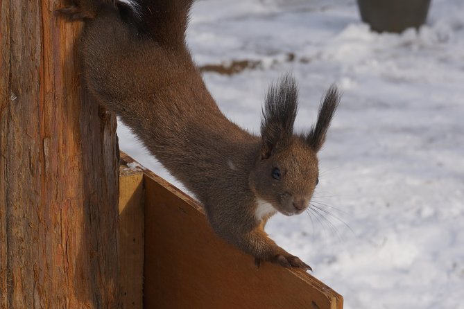 Private Tour: Nami Island& (Alpaca World 'or' Morning Calm)&Lunch - Who should book this private day trip?
