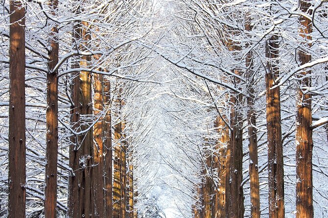 Private Tour to Alpaca world &Nami Island& Railbike with Tickets - Who will get the most from this day
