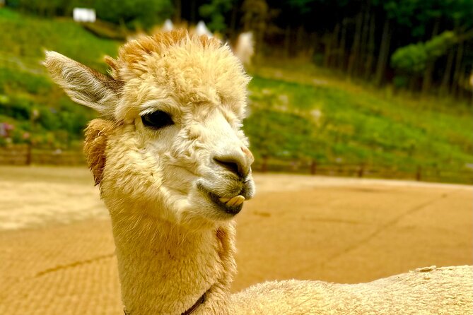 Private Tour to Alpaca world &Nami Island& Railbike with Tickets - FAQ