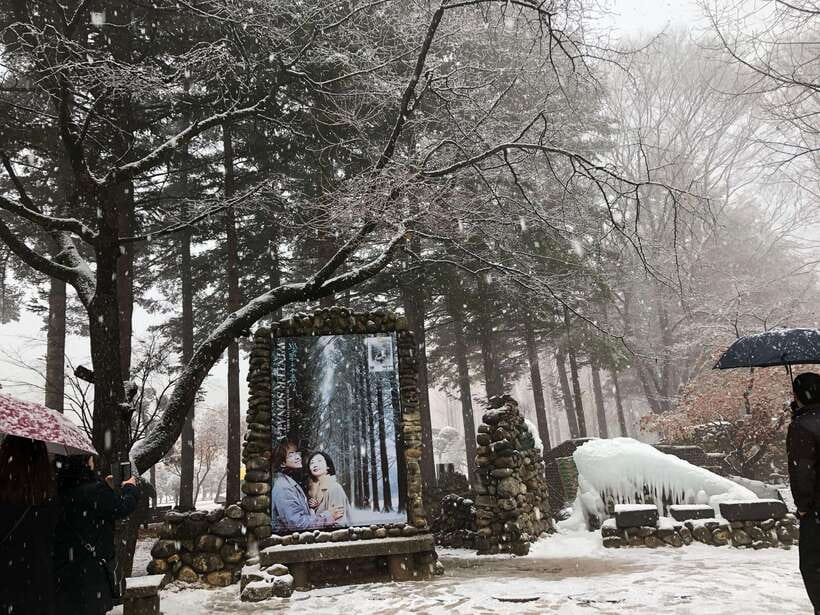 Seoul: Alpaca, Nami, Morning Calm or Eobi (+Rail Bike) - Nami Island: the scenic heart of the day