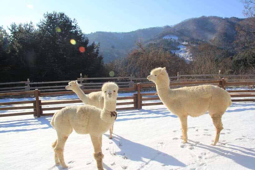 Seoul: Alpaca, Nami, Morning Calm or Eobi (+Rail Bike) - Alpaca World: a gentle start with fluffy company