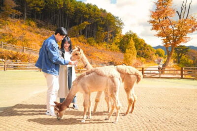 Alpaca World and Nami Island (with Garden / Railbike)