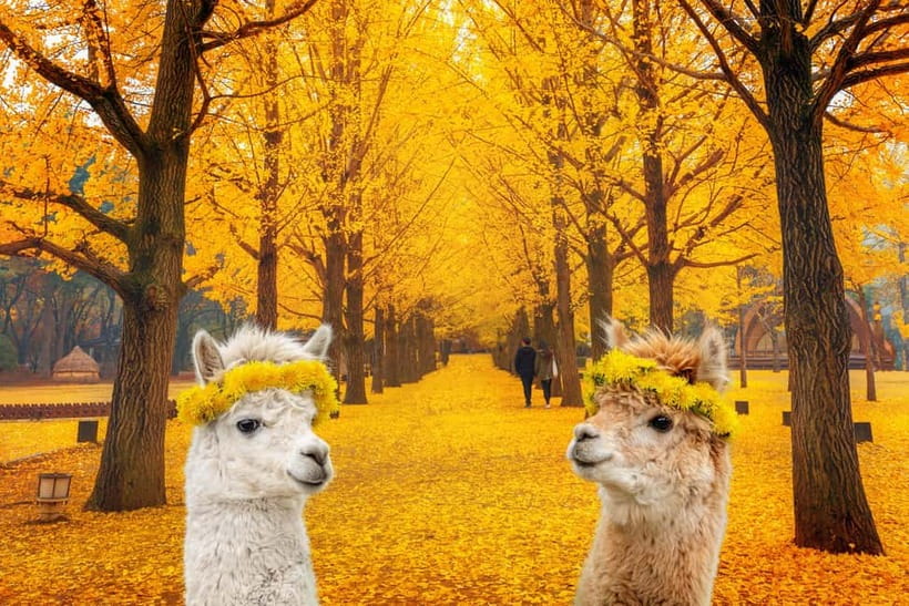 Seoul: Alpaca World & Nami Island optional Gangchon Railbike - Three hours among Nami Island’s famous trees