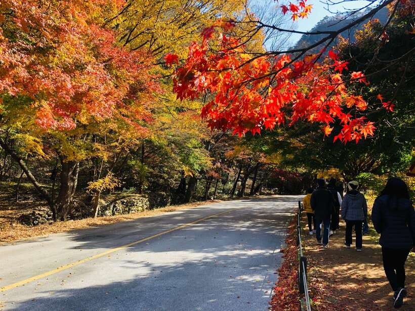 Seoul: Autumn Foliage - Mt. Naejang + Jeonju Hanok Village - Key Points To Know Before You Book