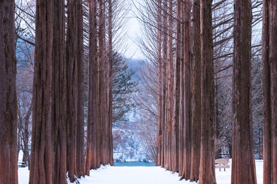 Seoul: Elysian Gangchon Winter Ski with Nami Island Day Tour - Transport, timing, and the return to Seoul