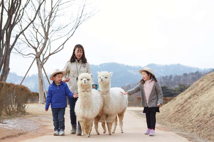 Seoul: Eobi Ice Valley, Alpaca World, Nami Island and More - Key points to know before booking