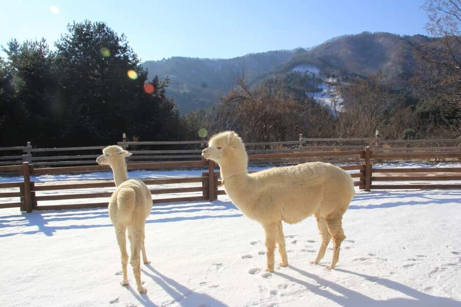 Seoul: Eobi Ice Valley, Alpaca World, Nami Island and More - Why this day trip works from Seoul