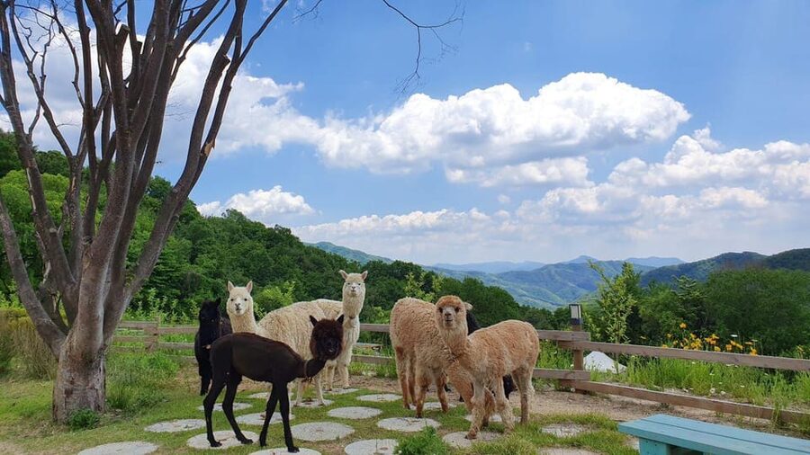 Seoul: Eobi+Nami+Hanbok(+RailBike or Strawberry Options)Tour - How much time is really spent in the van