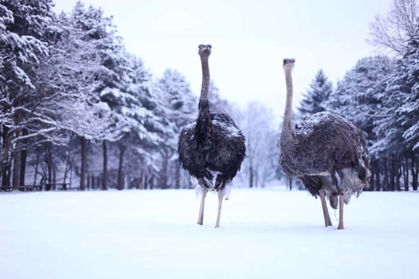 Seoul: Eobi Valley(Winter), Strawberry, Nami Island and Bike - Three and a half hours to explore Nami Island