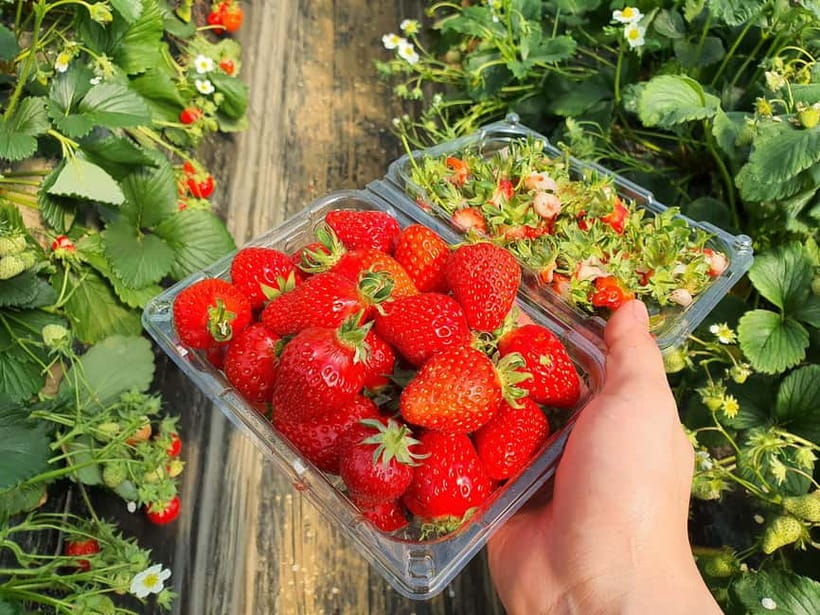 Seoul: Eobi Valley(Winter), Strawberry, Nami Island and Bike - Transport, timing, and the real cost of convenience