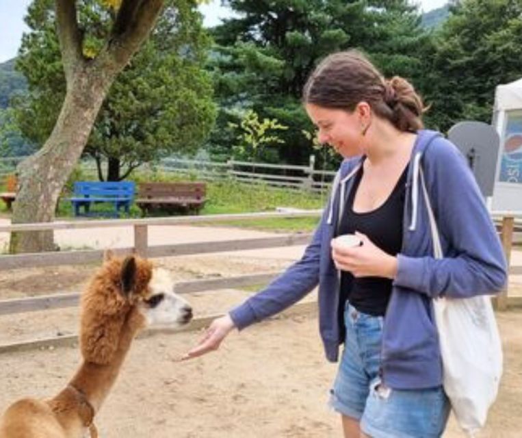 Seoul: Gangwon-do Day Trip with Alpaca World & Nami Island - My verdict: a good-value countryside sampler