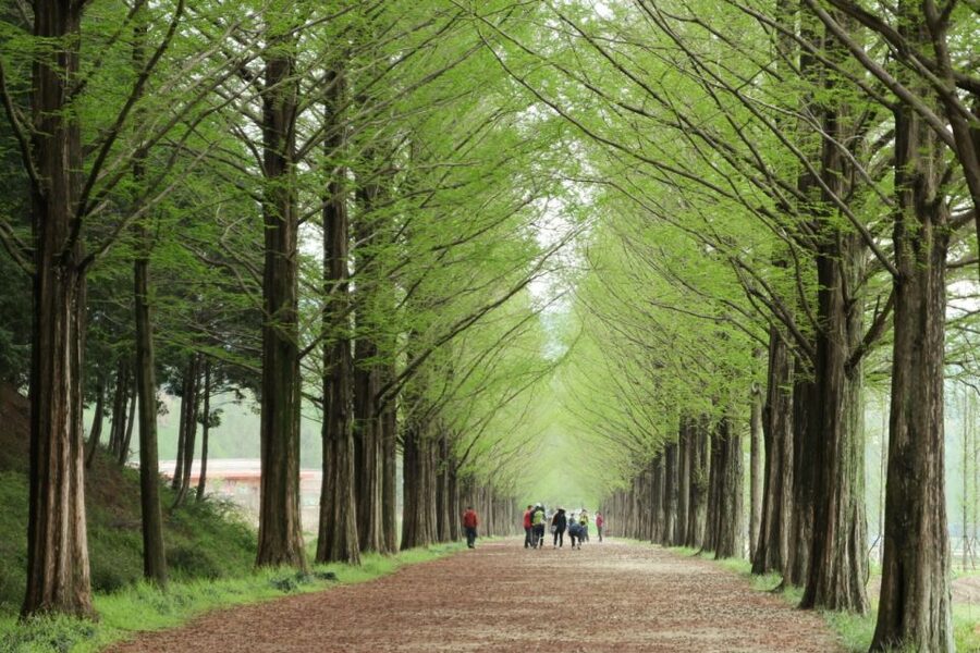Seoul: Gangwon-do Day Trip with Alpaca World & Nami Island - Why this Gangwon-do day trip works