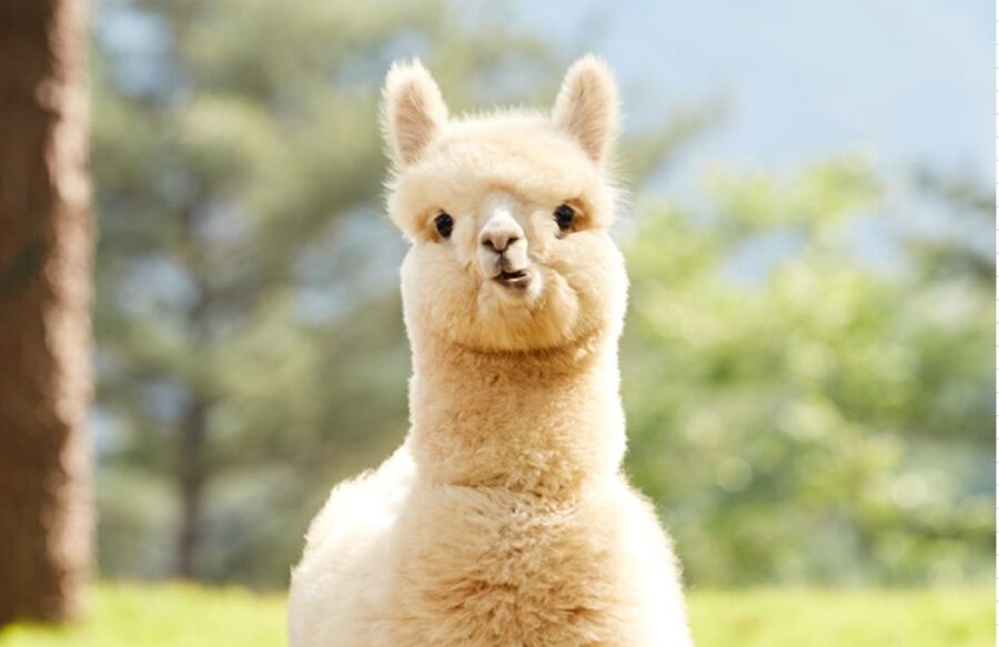Seoul: Gangwon-do Day Trip with Alpaca World & Nami Island - Lunch and the rhythm of a guided day