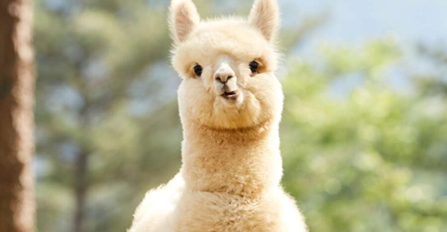Seoul: Gangwon-do Day Trip with Alpaca World & Nami Island - The morning drive from Seoul