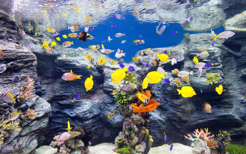 Seoul: Lotte World Aquarium Ticket - Finding Lotte World Aquarium in Seoul