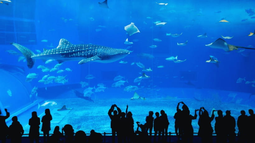 Seoul: Lotte World Aquarium Ticket - The 25-meter tank and underwater tunnels