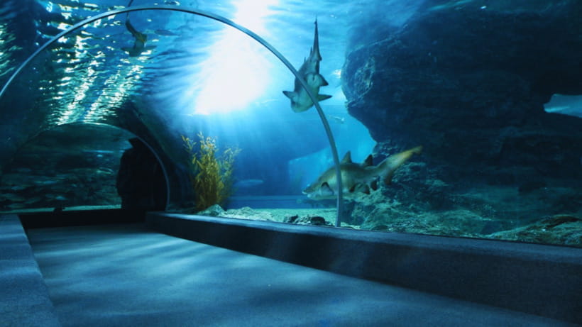 Seoul: Lotte World Aquarium Ticket - The route from freshwater rivers to five oceans
