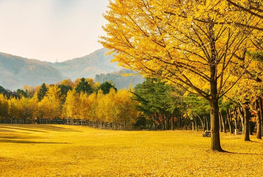 Seoul: Mt. Seorak & Nami Island & Eobi Ice Valley Day Tour - Nami Island and its famous tree-lined paths