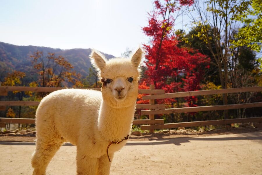 Seoul: Mt. Seorak & Nami Island & Eobi Ice Valley Day Tour - The guide can make or break the schedule