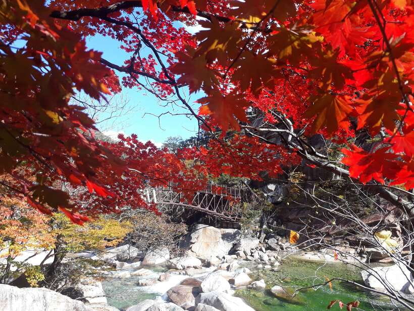 Seoul: Mt.Seorak, Nami Island & Korean Garden, No Shopping - Nami Island is photogenic and family-friendly