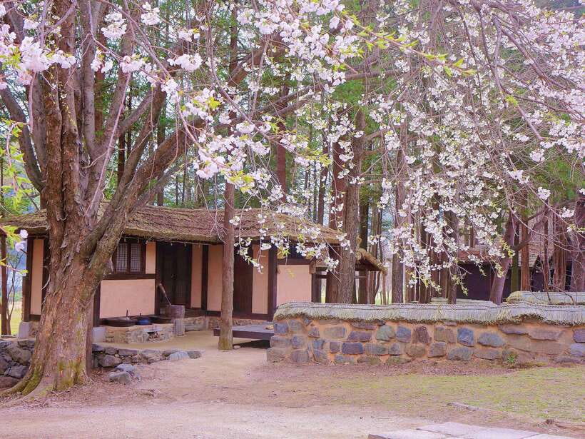 Seoul: Mt.Seorak, Nami Island & Korean Garden, No Shopping - Who should book this day trip?