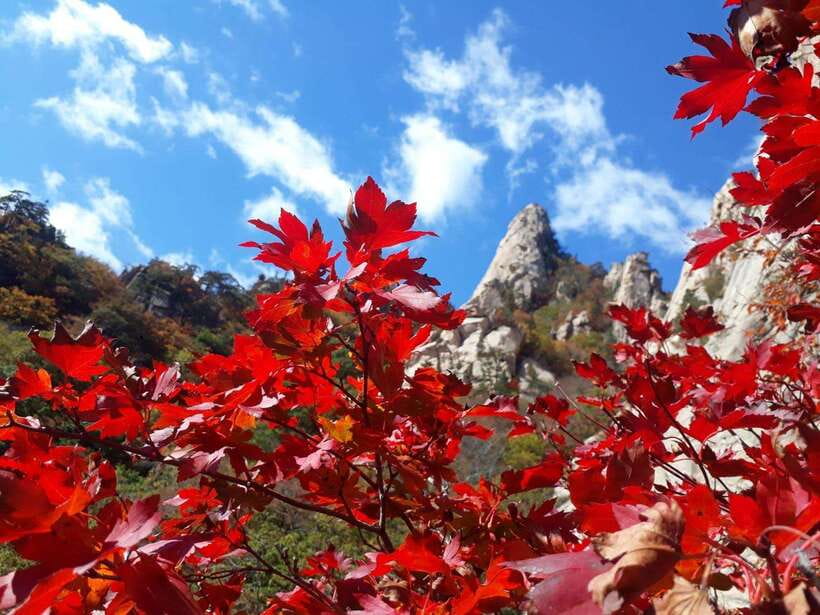 Seoul: Mt.Seorak, Nami Island, No Shopping(+RailBike Option) - Key points to know before you book