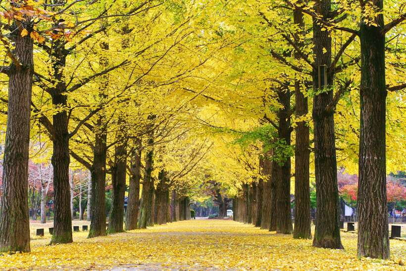 Seoul: Mt.Seorak, Nami Island, No Shopping(+RailBike Option) - Handling the long drives and changing schedule