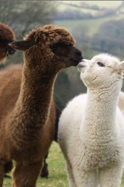 Seoul: Nami and K-Garden with Optional Alpaca Winter Tour - Key points at a glance