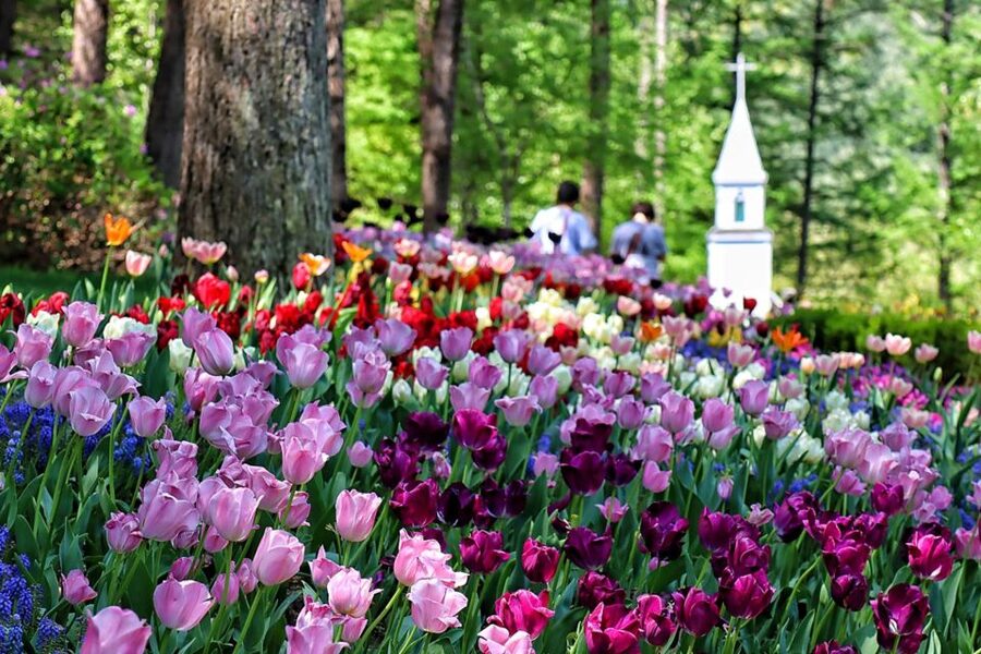 Seoul: Nami and Petite France Tour with Optional K-Garden - Lunch is the weak link