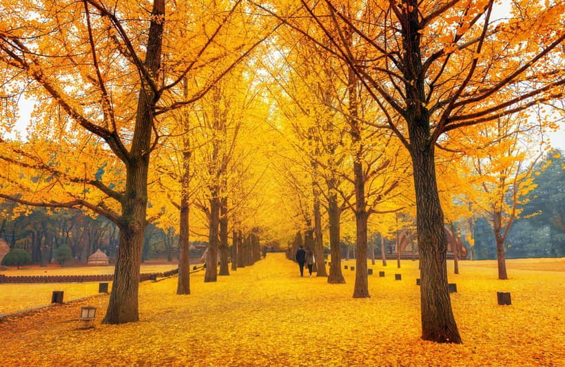 Seoul: Nami Island and Garden of Morning Calm opt Railbike - Best seasons for Nami Island and the gardens