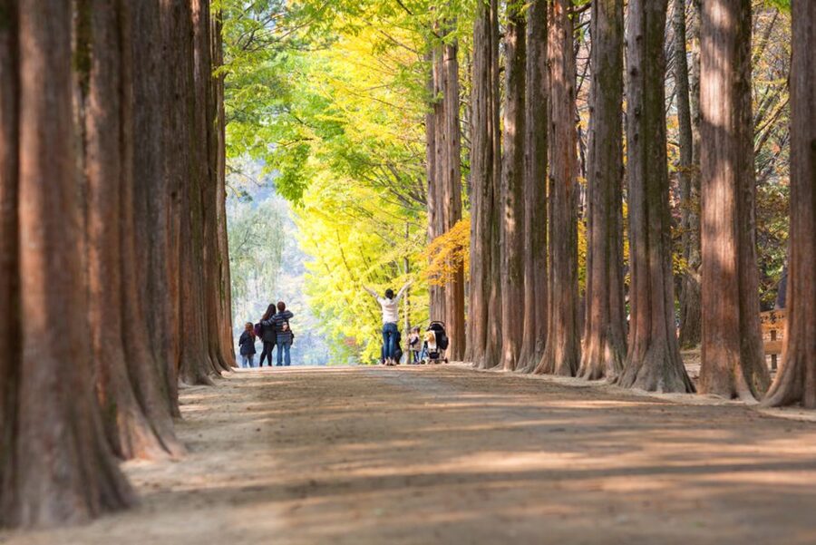 Seoul: Nami Island, Garden and Petite France (opt. Railbike) - The optional Gangchon Railbike adds countryside views
