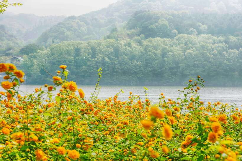 Seoul: Nami Island & Petite France Tour with Railbike Option - Who should book this day out?