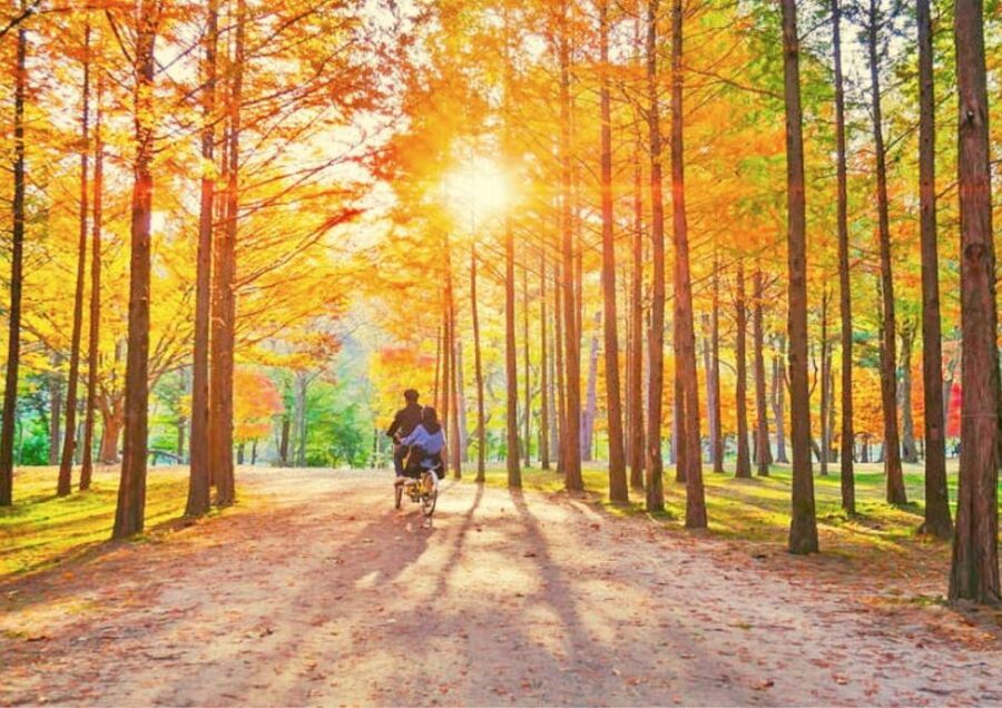 Seoul: Nami, Petite France, Italian Village, Railbike Option - Key points to know before booking