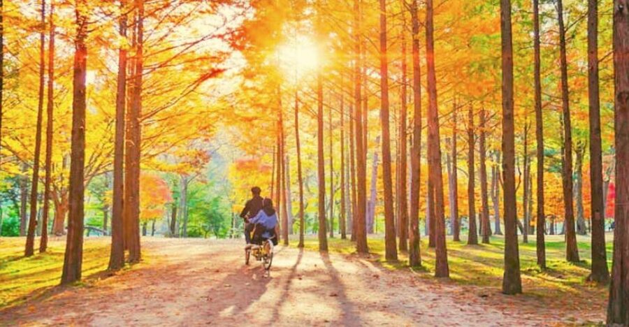 Seoul: Nami, Petite France, Italian Village, Railbike Option - Petite France and its Little Prince setting