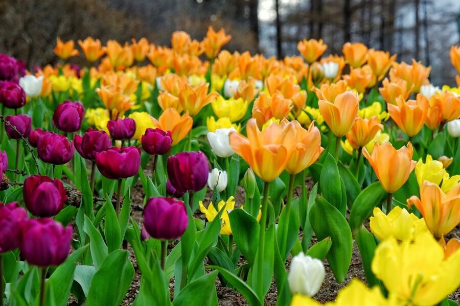 Seoul: Private Customizable Tour to Nami Island and More - Key Points Before You Book