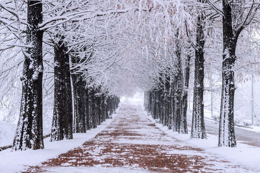 Seoul: Private Customizable Tour to Nami Island and More - My Take: Book It for Ease and Choice