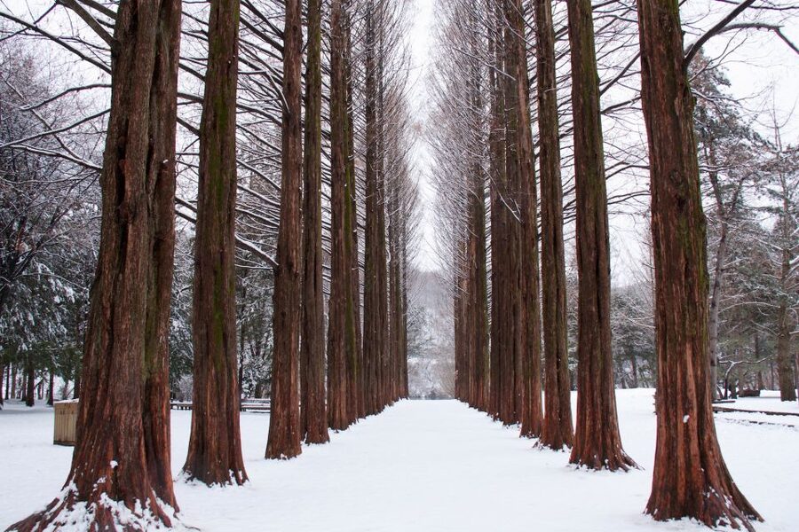 Seoul: Private Customizable Tour to Nami Island and More - How the Custom Schedule Works