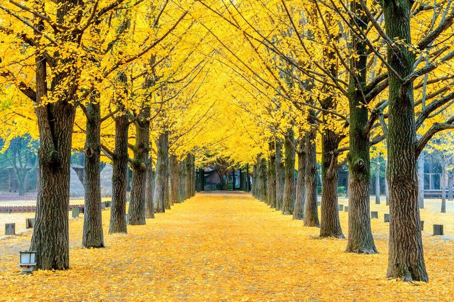 Seoul: Private Customizable Tour to Nami Island and More - The Private Vehicle and Driver Experience