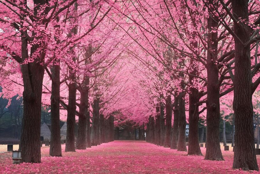 Seoul: Private Customizable Tour to Nami Island and More - Who Should Book This Outing?